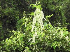 Homalium cochinchinense