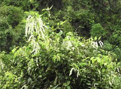 Homalium cochinchinense