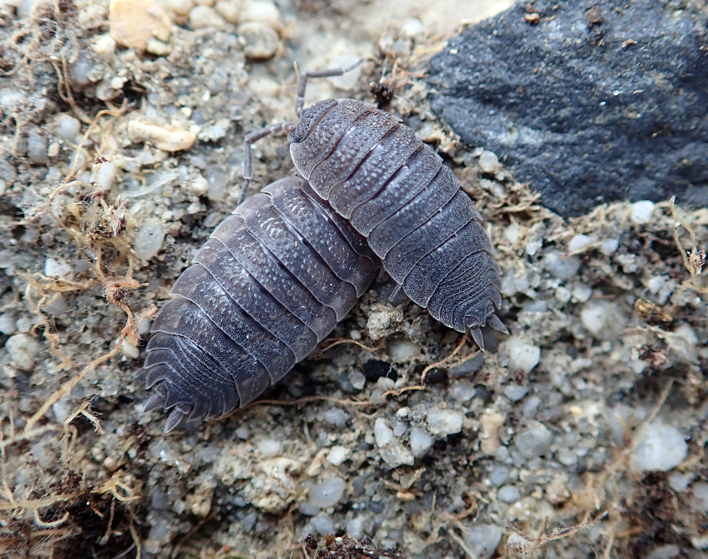 Porcellio scaber subsp. marmorata