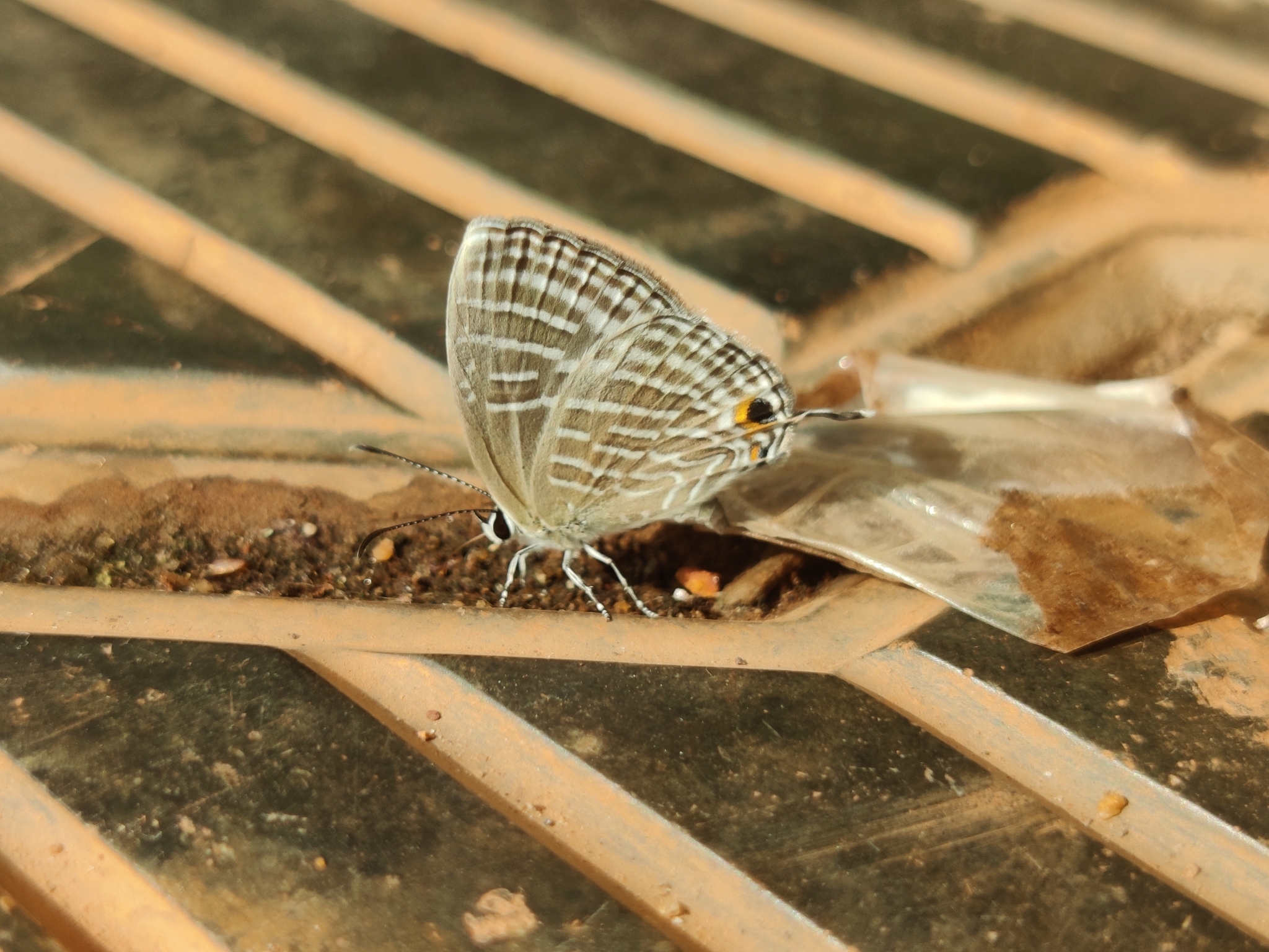Common Cerulean