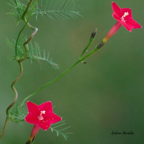 Cypress Vine