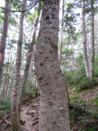 Abies veitchii, photograph 3