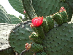 Opuntia pilifera