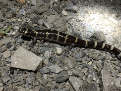 Ambystoma annulatum