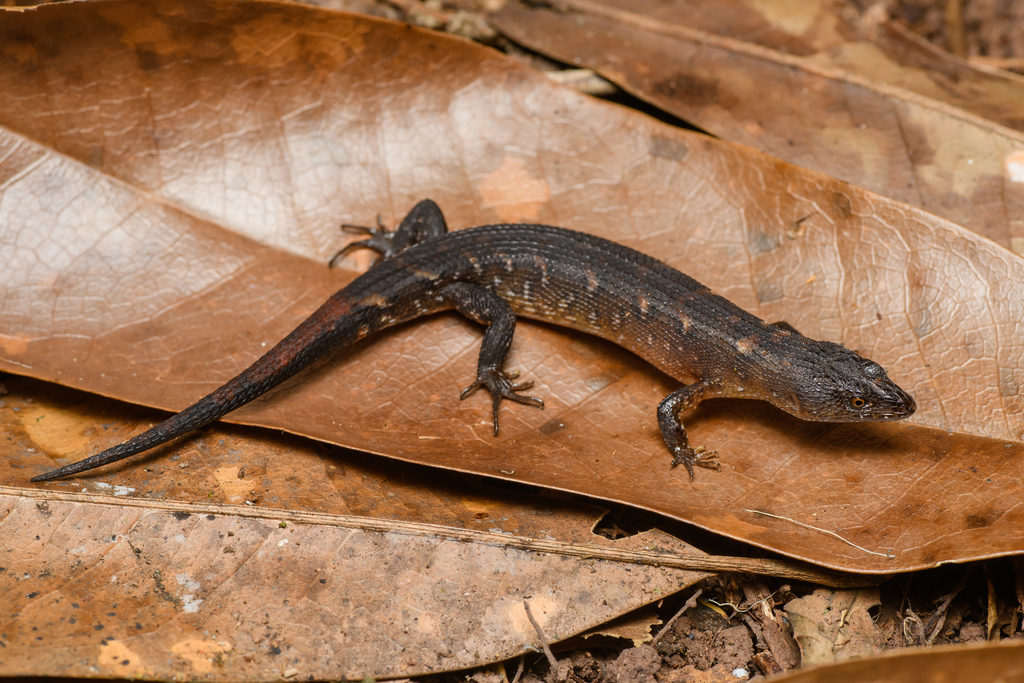 Thai Water Skink