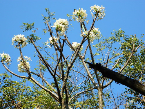 Pachypodium rutenbergianum