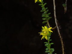 Sedum oaxacanum