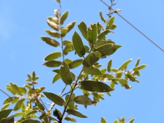 Quercus crassipes