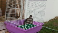 Coturnix