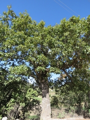 Quercus xylina