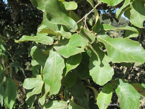 Quercus laxa