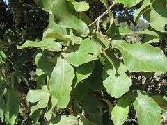 Quercus xylina