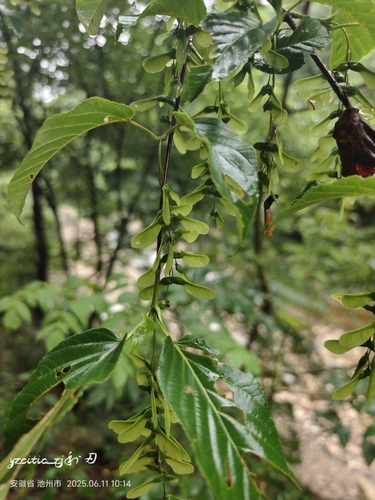 Père David's Maple