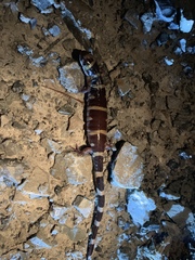 Ambystoma annulatum