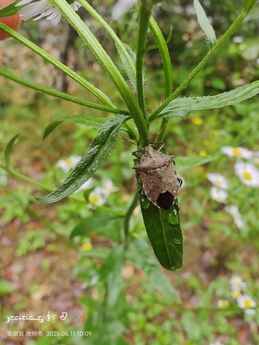 Picromerus lewisi