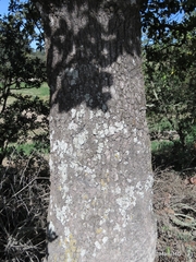 Quercus xylina