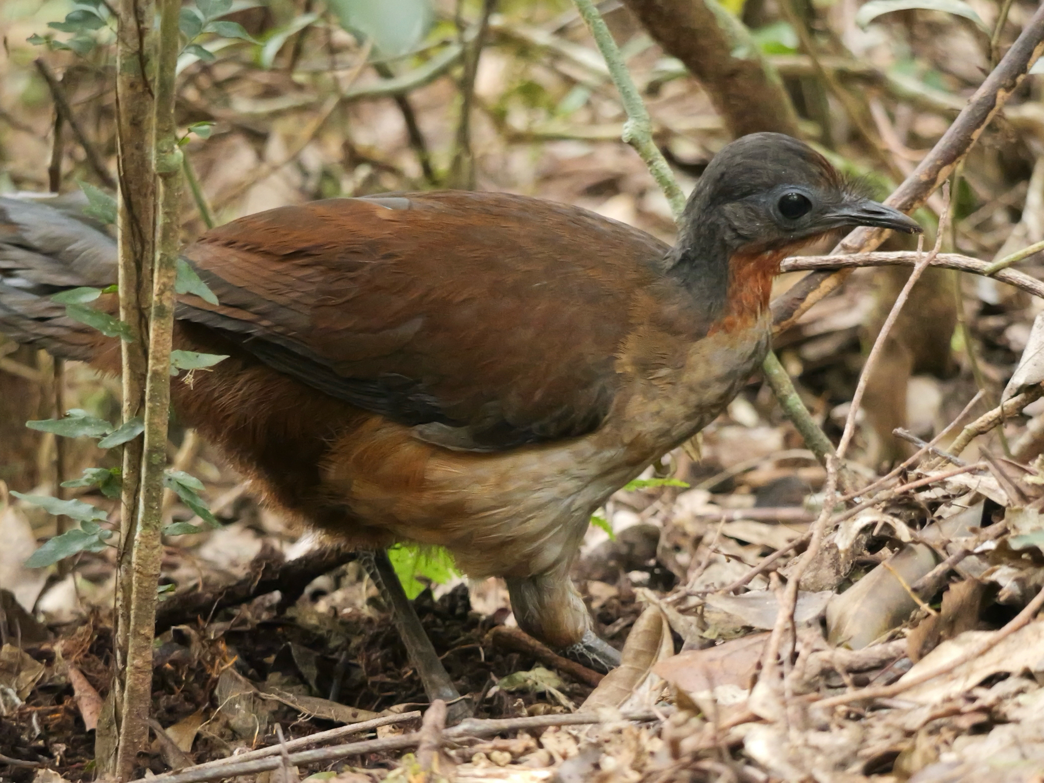 Albert's Lyrebird (Menura alberti), photo 9