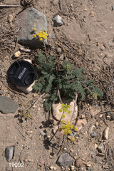 Lomatium foeniculaceum fimbriatum