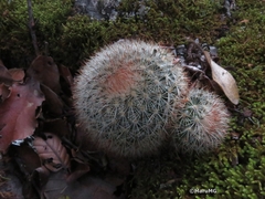 Mammillaria densispina