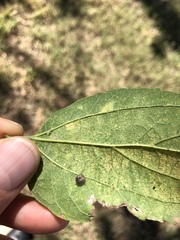 Celticecis pubescens