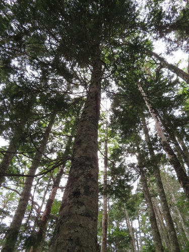 Abies veitchii, photograph 6