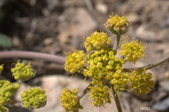 Lomatium foeniculaceum fimbriatum