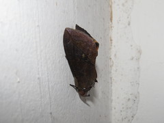 Eudocima serpentifera