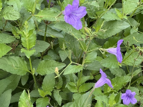 violet wild petunia (Ruellia nudiflora var. nudiflora)