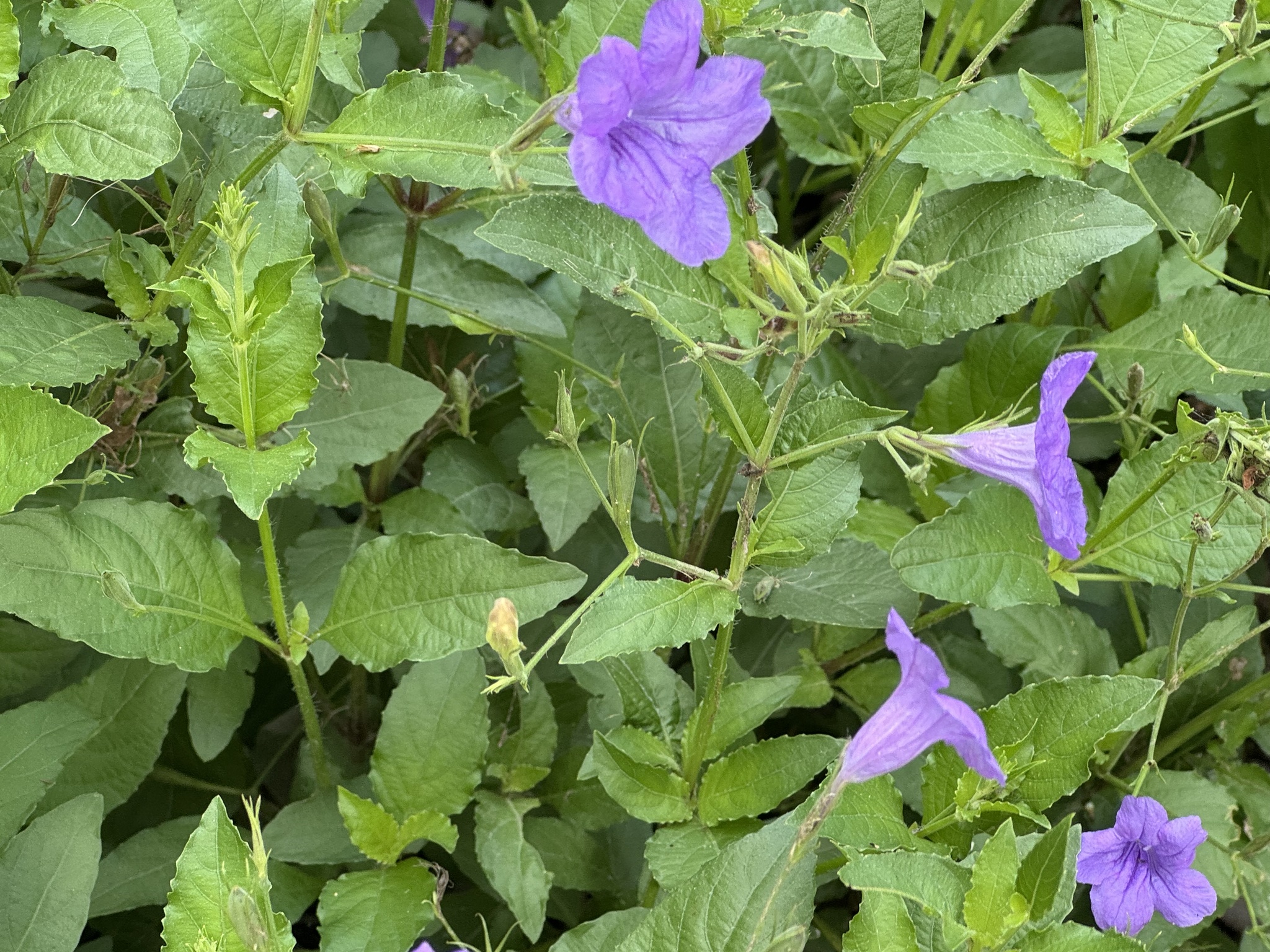 Ruellia nudiflora