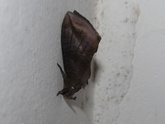 Eudocima serpentifera