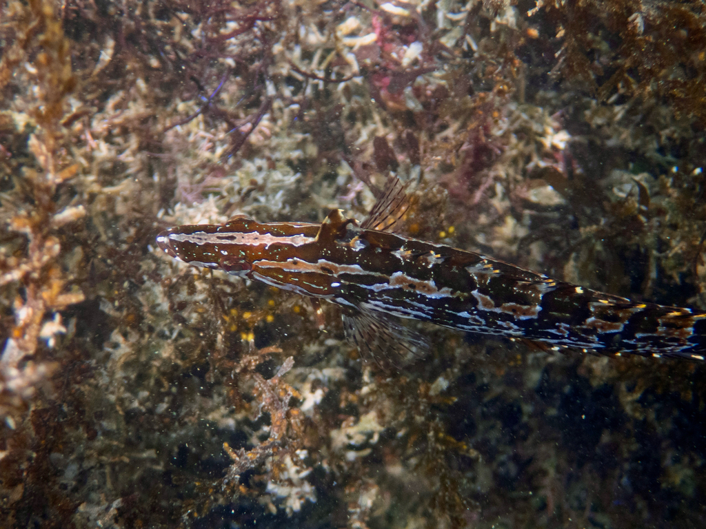 Cline géant (Heterostichus rostratus)