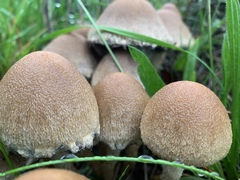 Lacrymaria lacrymabunda