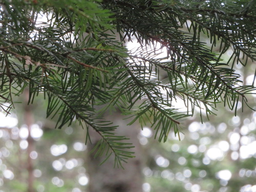 Abies veitchii, photograph 5