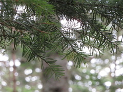 Abies veitchii