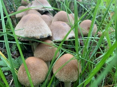 Lacrymaria lacrymabunda