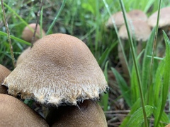 Lacrymaria lacrymabunda