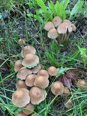 Lacrymaria lacrymabunda