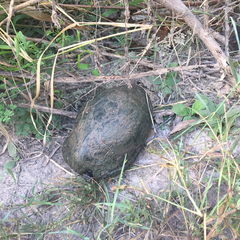 Kinosternon hirtipes murrayi