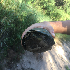 Kinosternon hirtipes murrayi