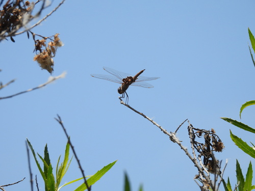 iNaturalist observation photo of Red Saddlebags