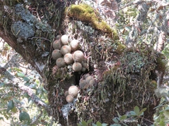 Mammillaria densispina