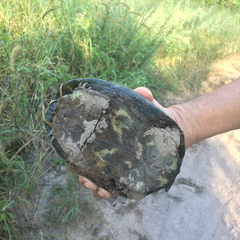 Kinosternon hirtipes murrayi