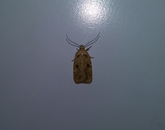 Agonopterix canadensis
