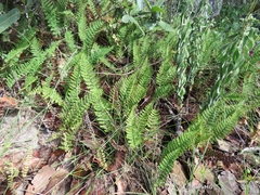 Myriopteris mexicana