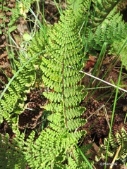 Myriopteris mexicana