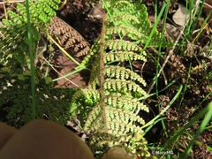 Myriopteris mexicana