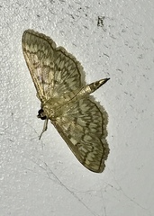 Herpetogramma thestealis