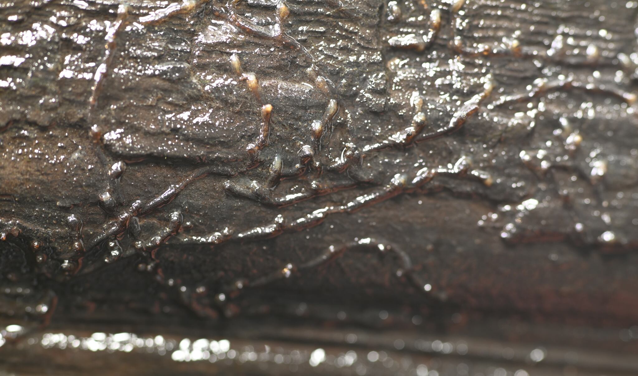 Plumatella rugosa Wood, Wood, Geimer & Massard, 1998