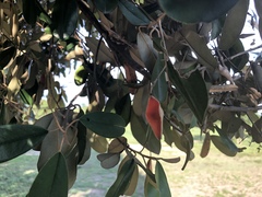 Quadrella odoratissima