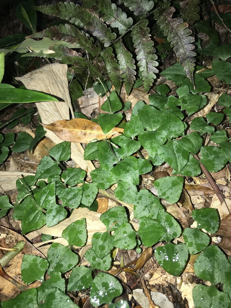 Neottia japonica